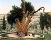 Stejarul Mamvri - Hebron
