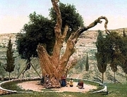 Stejarul Mamvri - Hebron