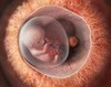 Embrionul: persoana umana sau produs de conceptie?