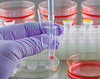Cercetarile pe celule stem