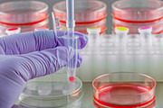 Cercetarile pe celule stem