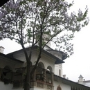Manastirea Hurezi 