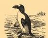 Pinguin