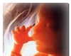 Embrionul, fiinta umana in devenire