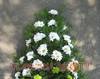 Coroana funerara din crizanteme albe si santini verd