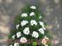 Coroana funerara din crizanteme albe si santini verd